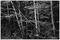 Early forest with birch trees in autumn. Katahdin Woods and Waters National Monument, Maine, USA ( black and white)