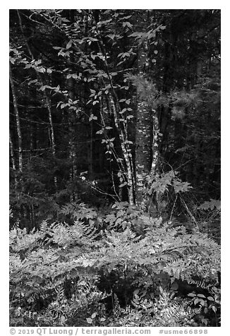 Colorful ferns and leaves. Katahdin Woods and Waters National Monument, Maine, USA (black and white)