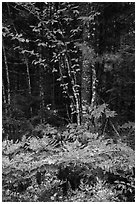 Colorful ferns and leaves. Katahdin Woods and Waters National Monument, Maine, USA ( black and white)