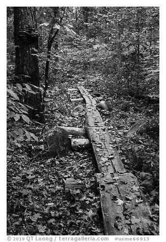 Boardwalk. Katahdin Woods and Waters National Monument, Maine, USA (black and white)