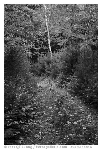 Overgroth former Wassatotaquoik Road. Katahdin Woods and Waters National Monument, Maine, USA (black and white)