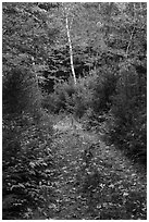 Overgroth former Wassatotaquoik Road. Katahdin Woods and Waters National Monument, Maine, USA ( black and white)