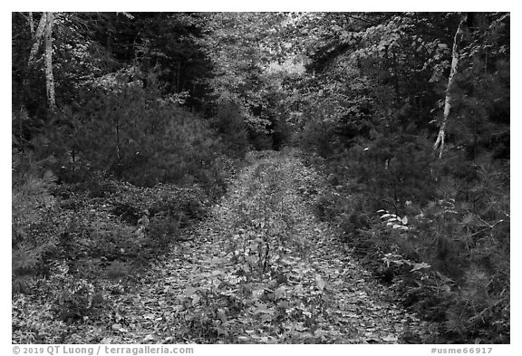 Wassatotaquoik Road in autumn. Katahdin Woods and Waters National Monument, Maine, USA (black and white)