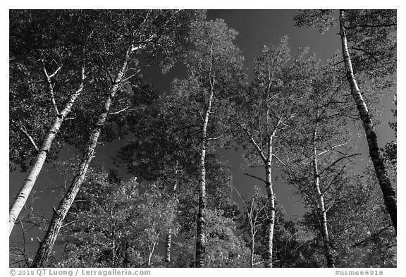 Autumn aspen and blue sky. Katahdin Woods and Waters National Monument, Maine, USA (black and white)