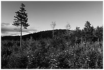 Trees and distant hill in autumn. Katahdin Woods and Waters National Monument, Maine, USA ( black and white)