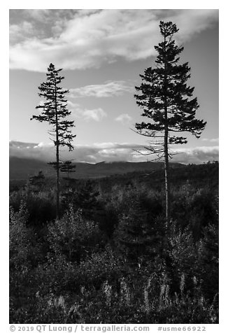 Two spruce trees standing tall above early hardwoods. Katahdin Woods and Waters National Monument, Maine, USA (black and white)