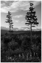 Two spruce trees standing tall above early hardwoods. Katahdin Woods and Waters National Monument, Maine, USA ( black and white)