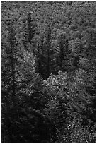 Spruce and northern hardwood forest in autumn. Katahdin Woods and Waters National Monument, Maine, USA ( black and white)