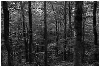 Mature softwood forest, Barnard Mountain. Katahdin Woods and Waters National Monument, Maine, USA ( black and white)