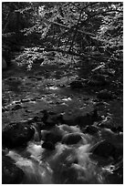 Branches in autumn foliage overhanging above Katahdin Brook. Katahdin Woods and Waters National Monument, Maine, USA ( black and white)
