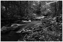 Hardwood forest and Katahdin Brook in autunm. Katahdin Woods and Waters National Monument, Maine, USA ( black and white)
