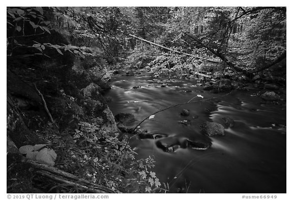 Katahdin Brook in autunm. Katahdin Woods and Waters National Monument, Maine, USA (black and white)
