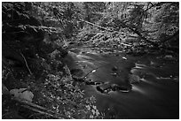 Katahdin Brook in autunm. Katahdin Woods and Waters National Monument, Maine, USA ( black and white)