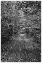 Road in autumn forest. Katahdin Woods and Waters National Monument, Maine, USA ( black and white)