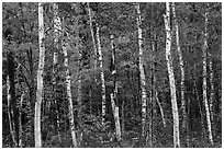 Birch trees and colorful autumn foliage. Katahdin Woods and Waters National Monument, Maine, USA ( black and white)