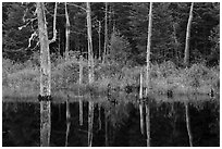 Dead trees reflected in Fist Marsh. Katahdin Woods and Waters National Monument, Maine, USA ( black and white)