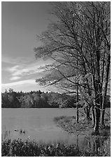Lake with red maple in fall colors, Hiawatha National Forest. Upper Michigan Peninsula, USA ( black and white)