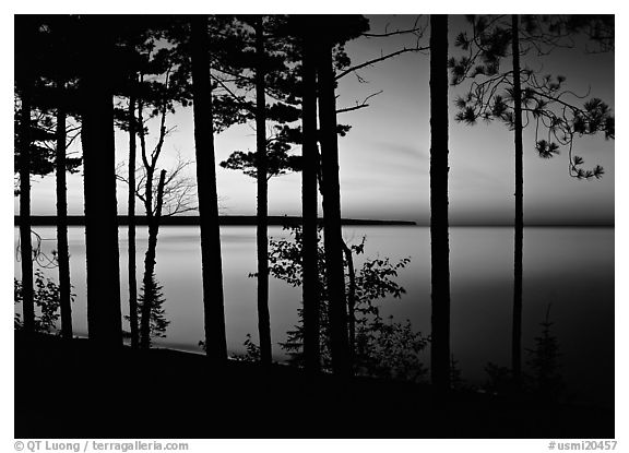 Trees and sunset, Lake Superior. Upper Michigan Peninsula, USA (black and white)