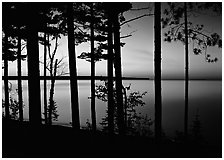Trees and sunset, Lake Superior. Upper Michigan Peninsula, USA ( black and white)
