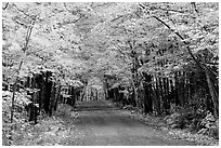 fall pictures black and white