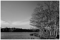 Lake with red maple in fall colors, Hiawatha National Forest. Upper Michigan Peninsula, USA (black and white)