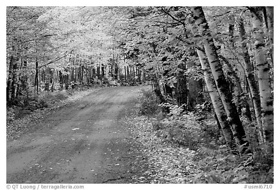Rural road with fall colors, Hiawatha National Forest. Upper Michigan Peninsula, USA (black and white)