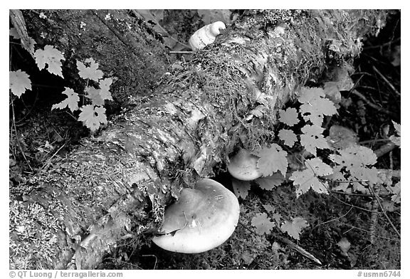 Log and mushroom, Grand Portage State Park. Minnesota, USA