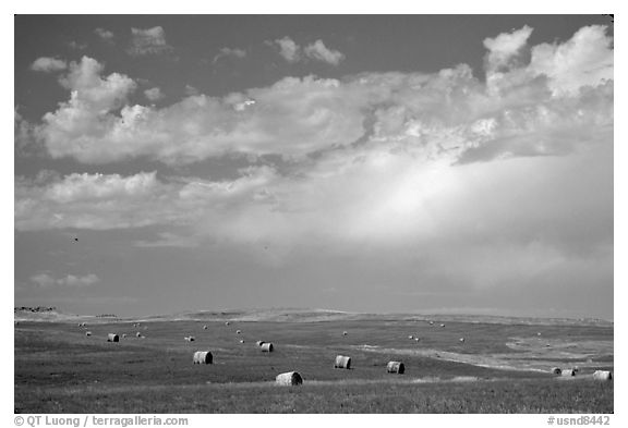 Field of grasses with hay rolls and big sky. North Dakota, USA (black and white)