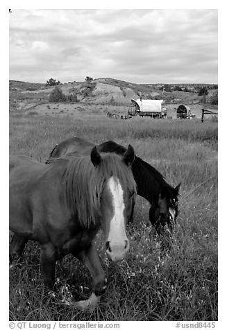 Horses and wagon. North Dakota, USA (black and white)