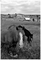 Horses and wagon. North Dakota, USA (black and white)
