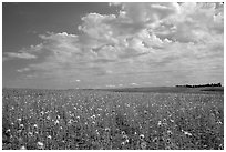 Field with sunflowers and clouds. North Dakota, USA (black and white)