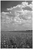 Field with sunflowers and clouds. North Dakota, USA ( black and white)