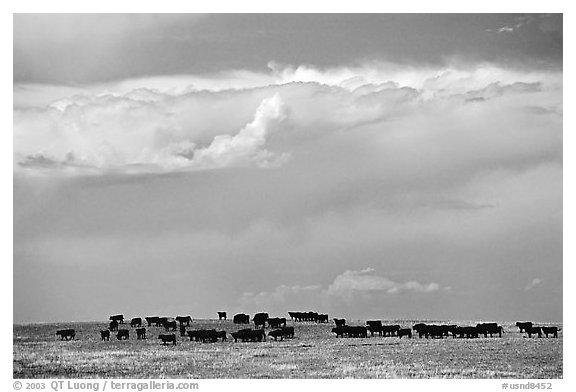 Open pasture with cows and clouds. North Dakota, USA (black and white)