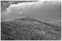 Grassy hills. North Dakota, USA ( black and white)