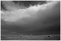 Hay rolls under a storm cloud. North Dakota, USA ( black and white)