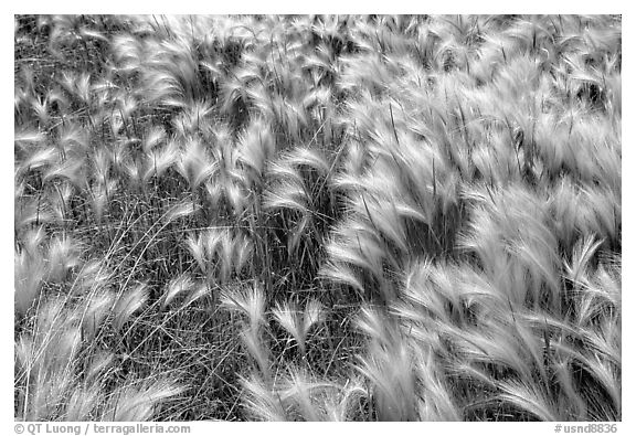 Close-up of Barley grass. North Dakota, USA (black and white)