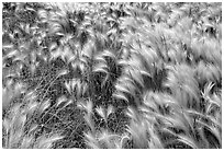 Close-up of Barley grass. North Dakota, USA ( black and white)