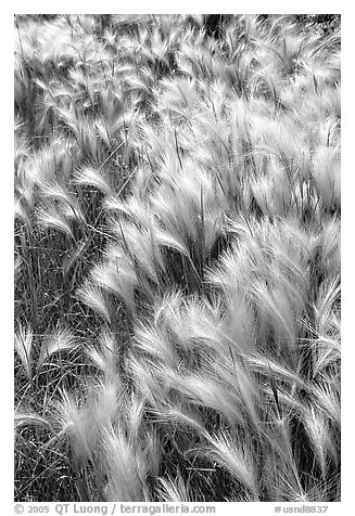 Barley grass and wind. North Dakota, USA (black and white)