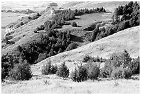 Trees and grasses. Scotts Bluff National Monument. Nebraska, USA ( black and white)