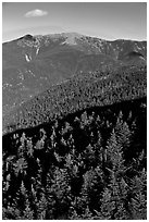 Conifer treetops and mountains, White Mountain National Forest. New Hampshire, USA (black and white)