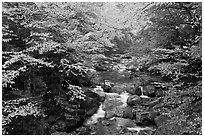Cascades of the Pemigewasset River in fall, Franconia Notch State Park. New Hampshire, USA (black and white)
