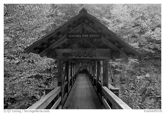 Covered footbridge in autumn, Franconia Notch State Park. New Hampshire, USA (black and white)