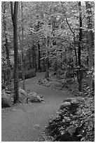 Path in forest, Franconia Notch State Park. New Hampshire, USA ( black and white)