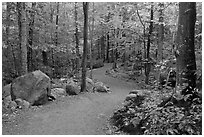 Trail in forest, Franconia Notch State Park. New Hampshire, USA (black and white)