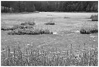 Frozen pond. Walpole, New Hampshire, USA ( black and white)