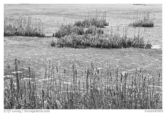 Reeds and frozen water. Walpole, New Hampshire, USA (black and white)