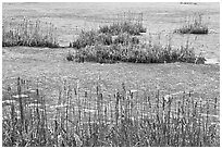 Reeds and frozen water. Walpole, New Hampshire, USA ( black and white)