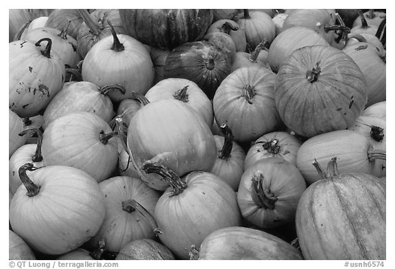 Pumpkins. New Hampshire, USA (black and white)