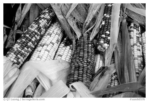 Multicolored corn. New Hampshire, USA (black and white)