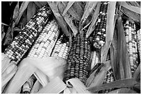 Multicolored corn. New Hampshire, USA ( black and white)